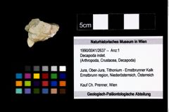 Foto (Objekt + Etikett) von Decapoda indet.  (NHMW-GEO-1990-0041-2637)